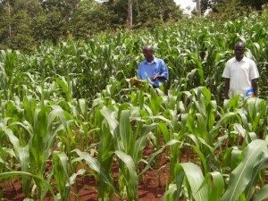 Farming in Africa