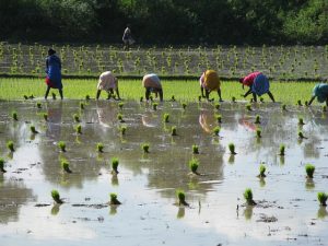 Indian Rice Farm