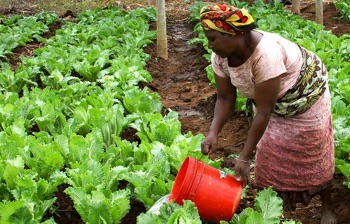 farming Africa