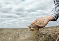 Climate change could impact US corn yields by 40%: AIR