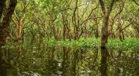 mangrove