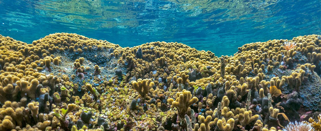 WTW announces parametric cover for Mesoamerican Coral Reef system